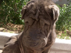 Выброшенный на улицу шарпей скоро станет мамой в новой семье на севере Волгограда