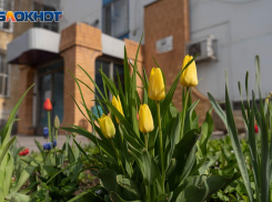 29 мая в Волгограде обещает быть солнечным и жарким