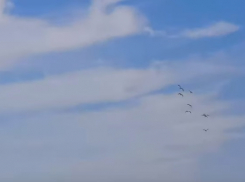 «Ждем ЧП, как с А321?» – общественник о ферме со стаями птиц рядом с Волгоградским аэропортом 