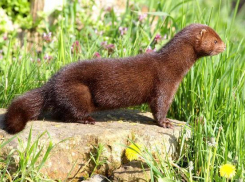 Норка погибла в автомобиле волгоградца от теплового удара  