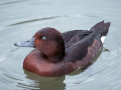 Редкая в мире белоглазая чернеть грозит исчезнуть из Волгоградской области