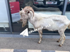 История козла Бориса из автосалона счастливо завершилась в Волгограде