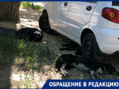 Стая собак чуть не растерзала ноги мне и моим детям у подъезда дома, - волгоградка 