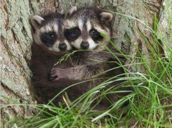 Норки и барсуки стали активнее размножаться в Волгоградской области