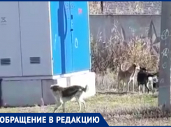 «Лают и кидаются»: бездомные собаки продолжают мучить жителей поселка под Волгоградом