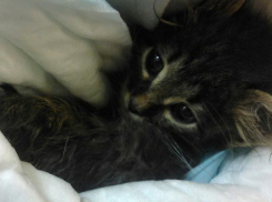 В Волгограде мужчины жестоко избили месячного котенка