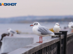 Серьезное похолодание надвигается на всю территорию Волгоградской области 