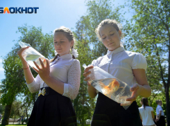  Волгоградцы закормили до смерти золотых рыбок в пруду на Набережной