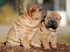 Волгоградские питомцы смогут побороться за титул лучшего представителя породы