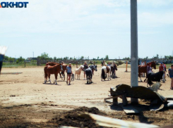 «Нам некуда выводить животных»: просить помощи у Бочарова намерены представители конюшни в «Сосновом бору»