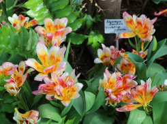 Бешено популярную у волгоградцев выставку продлили на неделю