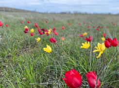 В санитарно-защитной зоне сотрудники Гремячинского ГОКа любовались краснокнижными степными тюльпанами