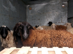 Водитель заплатит 1000 рублей за перевозку овец без документов в Волгоград