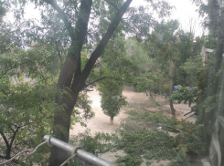 Волгоградцы готовят коллективное письмо президенту из-за отсутствия в городе деревьев, навесов и фонтанов