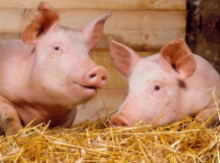 Предприниматель под Волгоградом торговал опасной для жизни свининой