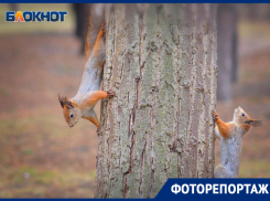 Тайную жизнь белок на Мамаевом кургане показал фотограф из Волгограда