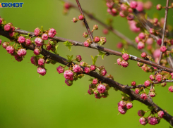 Сезон пыльцы увеличился на две недели в Волгограде — аллергики в ужасе