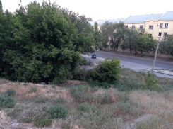 Огромное дерево рухнуло в жилом дворе в центре Волгограда