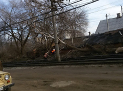 В Волгограде из-за обрушившегося дерева трамваи встали в пробку