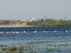 Стаей белоснежных лебедей залюбовались волгоградцы на Спартановке