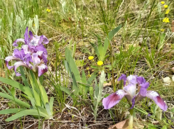 Миллионный штраф грозит волгоградцам за сбор редких первоцветов 