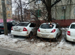Рухнувшее дерево искалечило две иномарки в Ворошиловском районе Волгограда