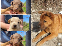 Убил выстрелом в голову: волгоградцы требуют наказать устроившего кровавую бойню живодера