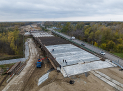 Глава СК поручил начать проверку по факту уничтожения дубов в Волго-Ахтубинской пойме