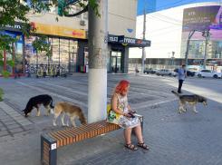 Собачий кордон атаковал остановку в центре Волгограда: стаю сняли на видео