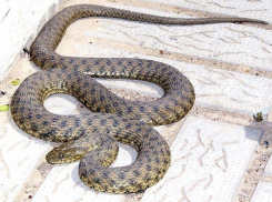 На юге Волгограда змея заползла в одну из квартир