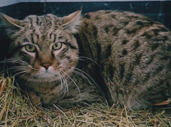 Дикого кота отпустили на свободу в Волгоградской области