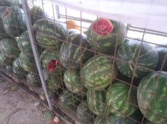 В Волгограде объявились арбузные вандалы