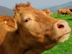 Мнимый успех: Волгоградская область пытается восстановить в пять раз рухнувшее животноводство