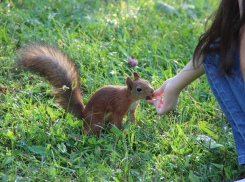 Командированные в Волгоград белки наладили общение с гостями Мамаева кургана