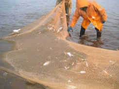 В Волгоградской области задержаны четверо браконьеров