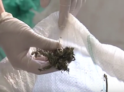 300 кг марихуаны изъяли полицейские под Волгоградом 