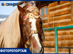 Более 4600 волгоградцев требуют остановить снос конюшен в усадьбе «Сосновый бор» 