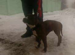 Стаффордширского терьера с черепно-мозговой травмой хозяева выкинули из машины в Волгограде