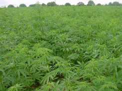 Под Волгоградом обнаружена плантация конопли