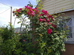 Волгоградский профессор предложил спасать пенсионеров от коронавируса на дачах