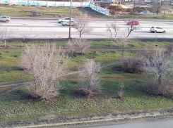 Волгоградцы сетуют на аномальную январскую погоду и зеленую траву