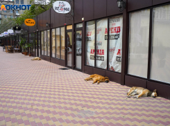 Изнуряющая жара до +43 градусов накроет Волгоградскую область 16 августа