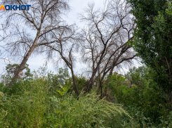 «Единая Россия» привлекает планом Сталина избирателей: депутат Волгоградской облдумы об убийстве лесов региона