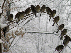 Волгоградцы вернулись в январь 1987 и 1963 годов