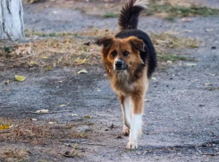 Большая часть жителей Волгограда боится собак