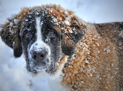 Волонтеров перестали пускать в приют для животных в Волгограде