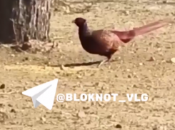 Дикий фазан вышел на прогулку в Волгограде — видео