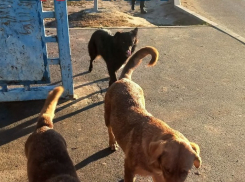 «В поисках еды разрывают всех котов»: на засилье злых собачьих стай пожаловались волгоградцы