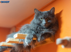 Волгоградцев зовут работать дегустаторами вина и кошачьими нянями