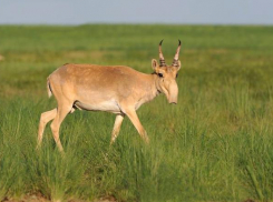 Волгоградец может получить три года за убийство двух сайгаков